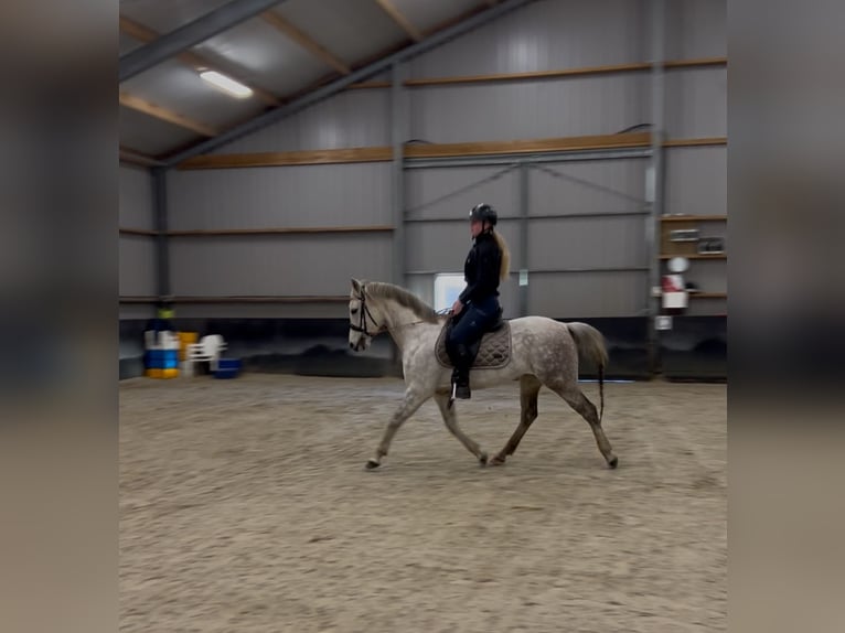 Cruzado Mix Giumenta 8 Anni 153 cm Grigio pezzato in Rossum