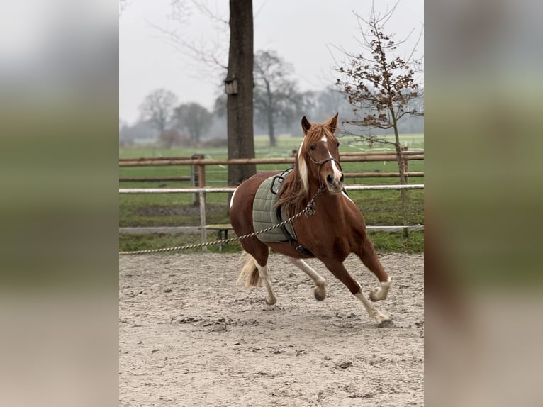 Cruzado Giumenta 8 Anni 153 cm Pezzato in Nordwalde