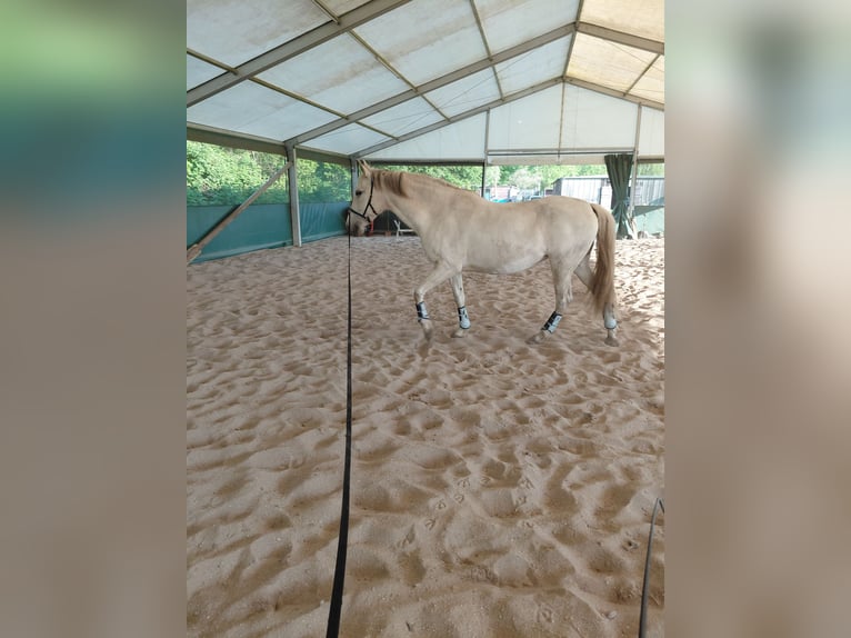 Cruzado Giumenta 8 Anni 154 cm Grigio in Hannover