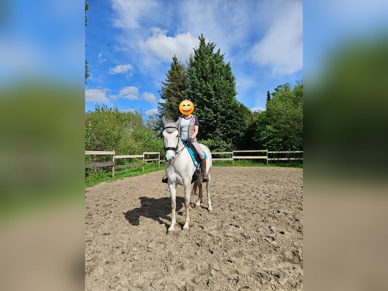 Cruzado Giumenta 8 Anni 154 cm Grigio in Hannover