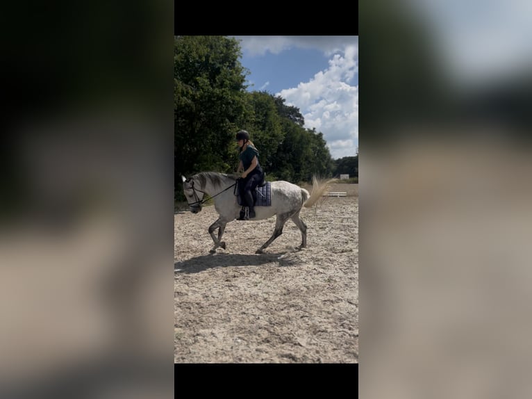 Cruzado Giumenta 8 Anni 155 cm  in Drunen