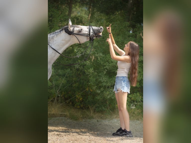 Cruzado Giumenta 8 Anni 155 cm  in Drunen