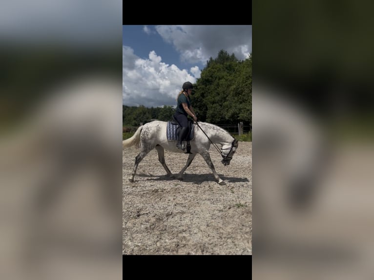 Cruzado Giumenta 8 Anni 155 cm  in Drunen