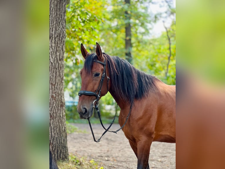 Cruzado Giumenta 8 Anni 160 cm Baio in Berlin
