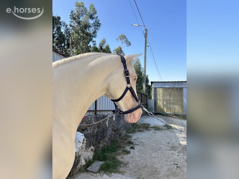 Cruzado Mix Giumenta 8 Anni 161 cm Cremello in Vila Nova de Famalicão