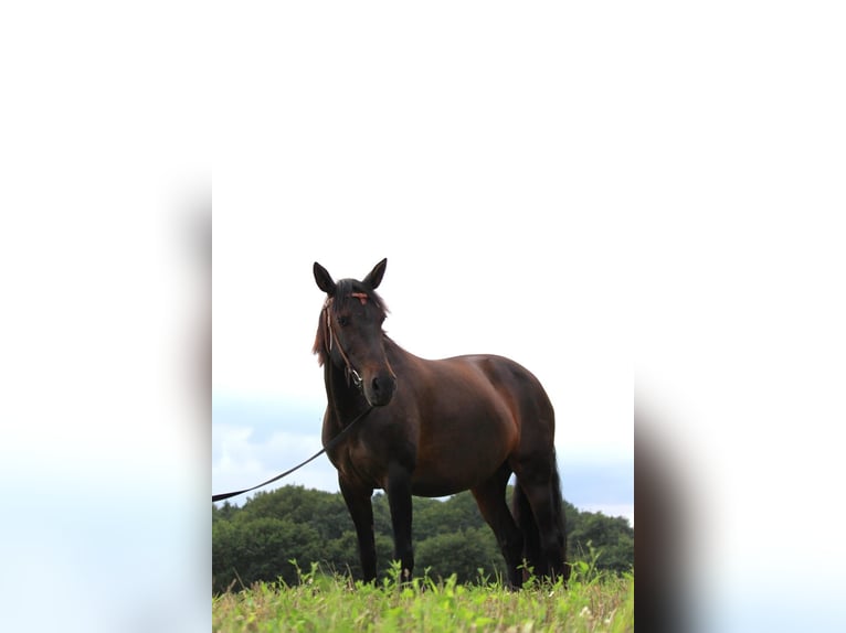 Cruzado Giumenta 8 Anni 162 cm Baio scuro in Marklohe