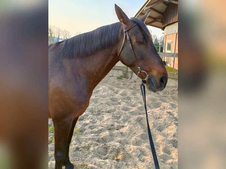 Cruzado Giumenta 8 Anni 162 cm Baio scuro in Marklohe