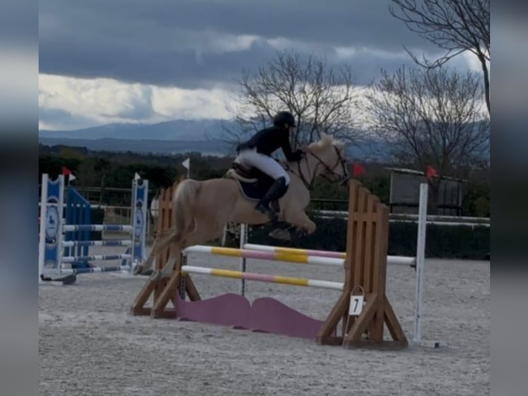 Cruzado Mix Giumenta 9 Anni 148 cm Palomino in Villaviciosa De Odon
