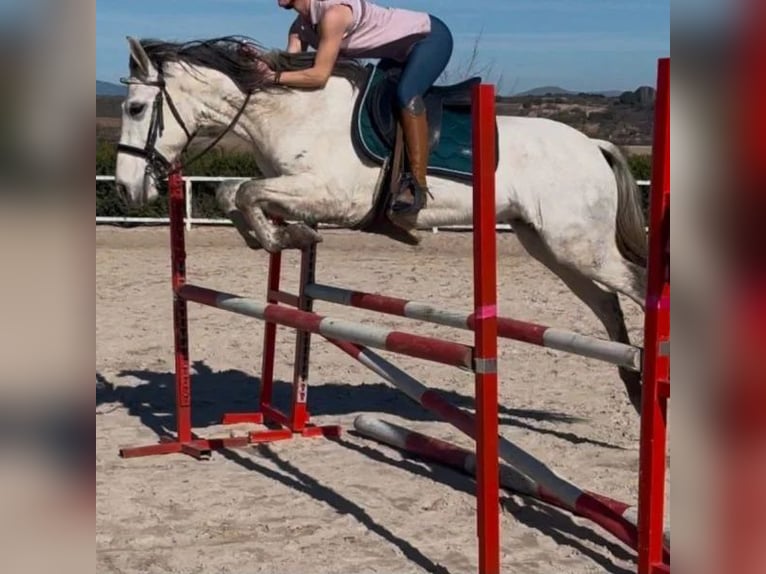 Cruzado Giumenta 9 Anni 149 cm Grigio in Sabadell Cruzado Giumenta 9 Anni 149 cm Grigio in Sabadell