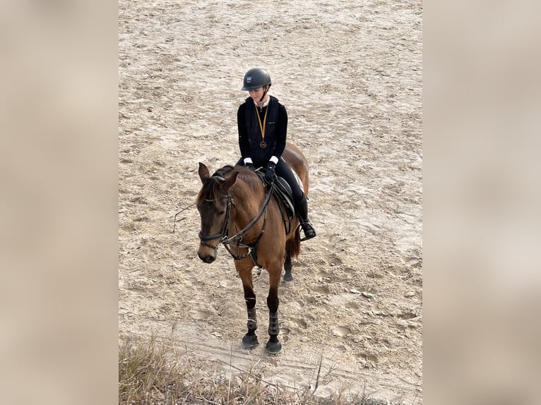 Cruzado Giumenta 9 Anni 150 cm Falbo in Cambrils