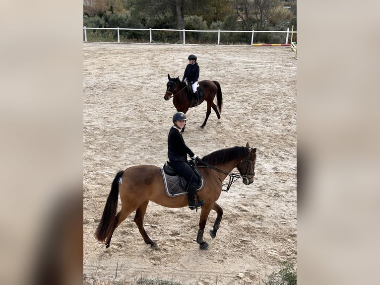 Cruzado Giumenta 9 Anni 150 cm Falbo in Cambrils