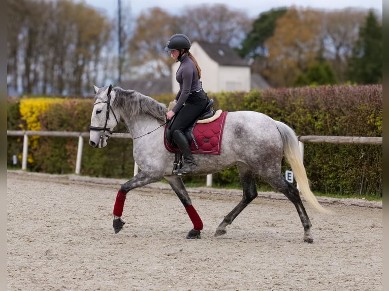 Cruzado Giumenta 9 Anni 155 cm Grigio trotinato in Neustadt (Wied)