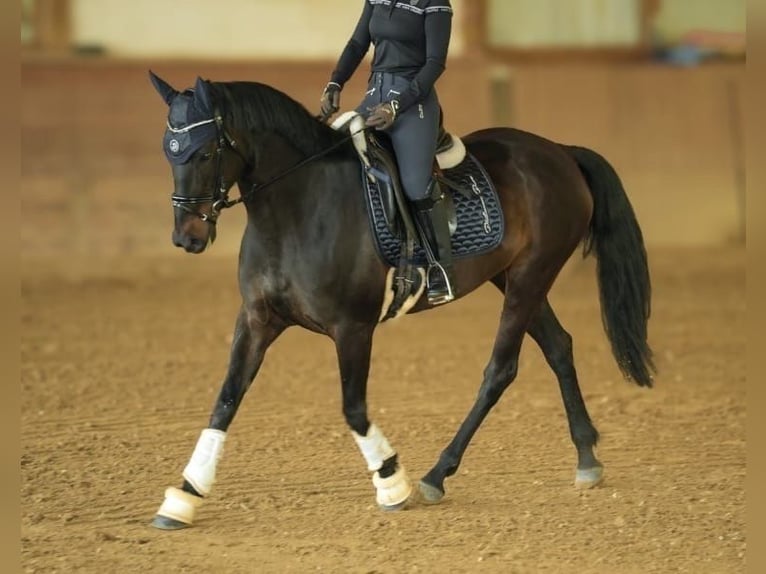 Cruzado Giumenta 9 Anni 160 cm in OffenburgOffenburg