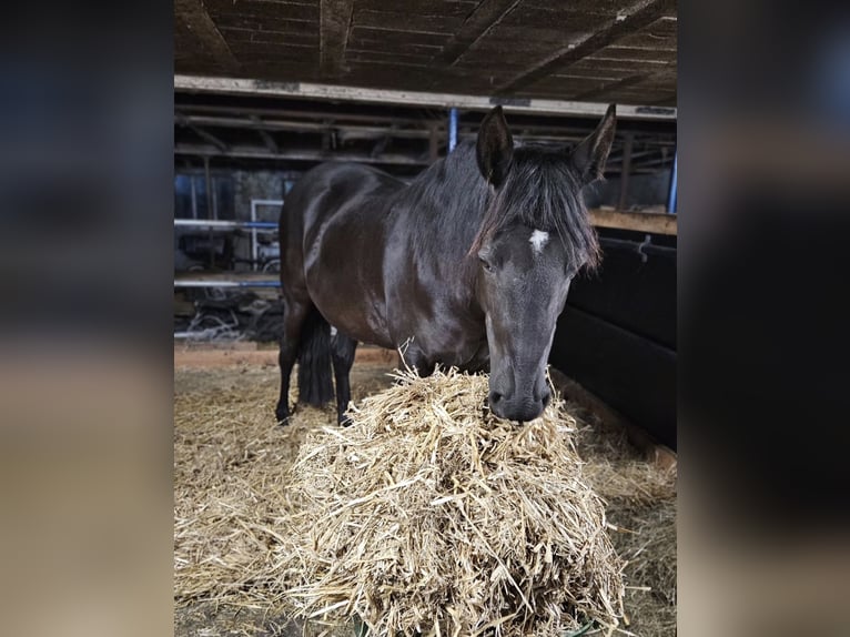 Cruzado Giumenta 9 Anni 160 cm Morello in Heerenveen