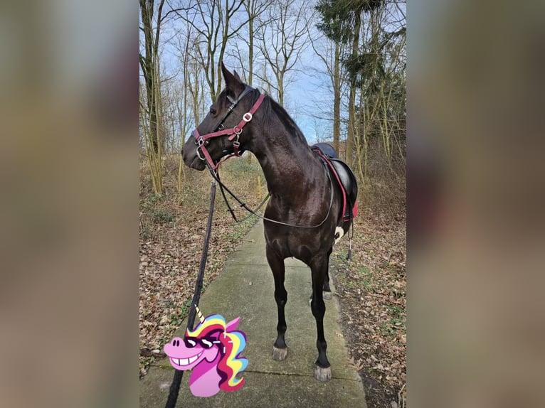 Cruzado Giumenta 9 Anni 160 cm Morello in Heerenveen