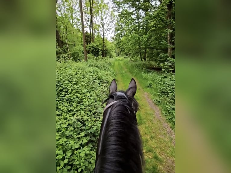 Cruzado Giumenta 9 Anni 160 cm Morello in Heerenveen