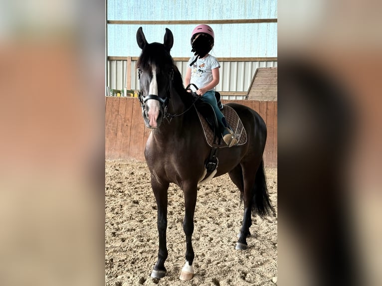 Cruzado Giumenta 9 Anni 160 cm Rabicano in Bodenwerder