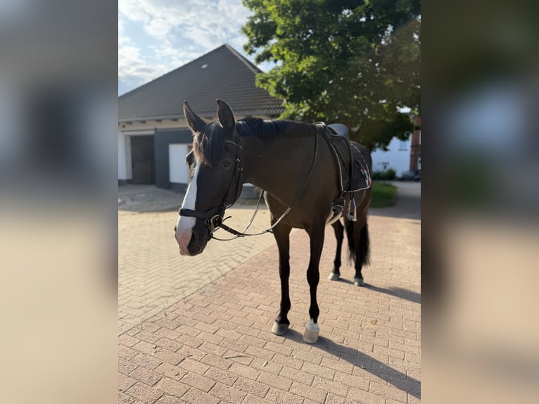 Cruzado Giumenta 9 Anni 160 cm Rabicano in Bodenwerder