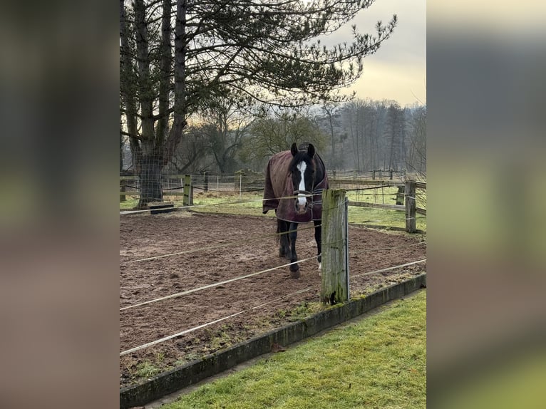Cruzado Giumenta 9 Anni 160 cm Rabicano in Bodenwerder