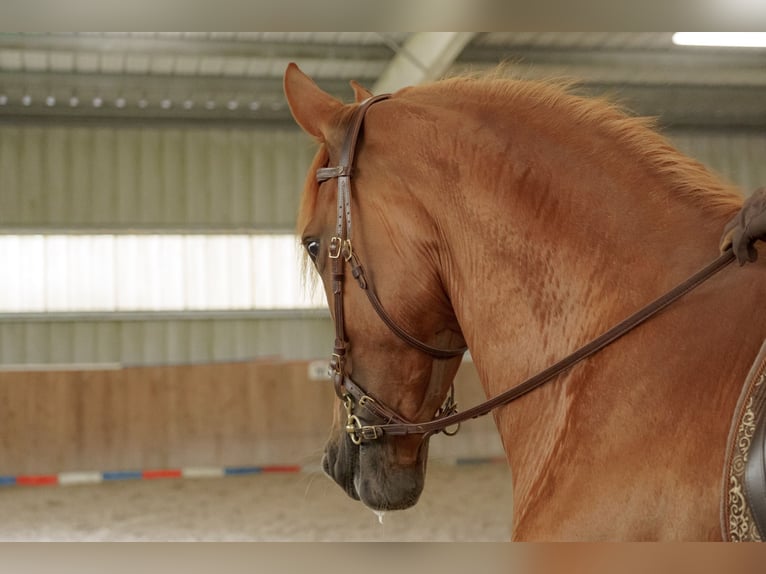 Cruzado Giumenta 9 Anni 162 cm Sauro in Sterup