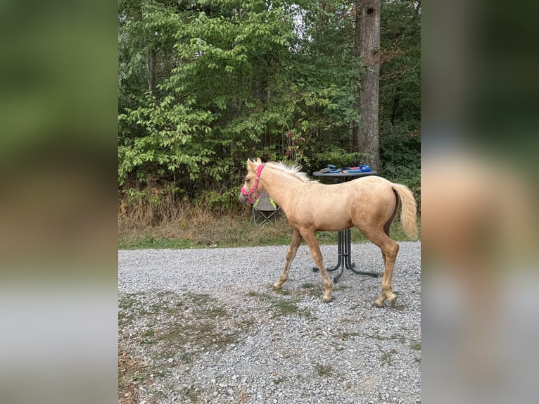 Cruzado Mix Giumenta Puledri (01/2026) 150 cm Palomino in Kupferzell