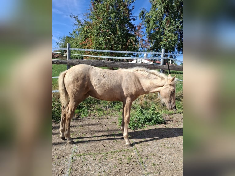 Cruzado Mix Giumenta Puledri (01/2026) 150 cm Palomino in Kupferzell