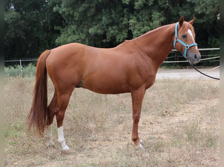 Cruzado Hengst 11 Jaar 158 cm Vos in Tomar Cruzado Hengst 11 Jaar 158 cm Vos in Tomar