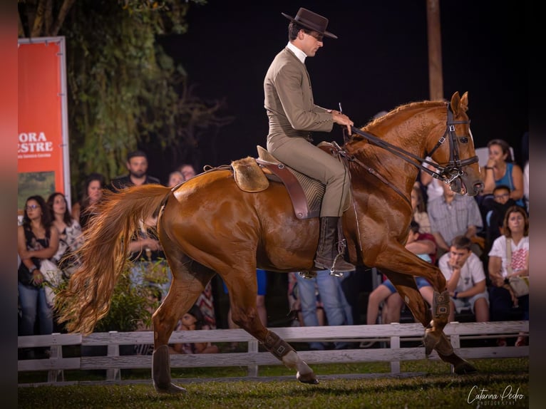 Cruzado Hengst 12 Jahre 158 cm Fuchs in Tomar