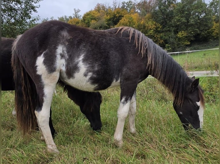 Cruzado Hengst 1 Jaar 155 cm Overo-alle-kleuren in Schöllkrippen Cruzado Hengst 1 Jaar 155 cm Overo-alle-kleuren in Schöllkrippen