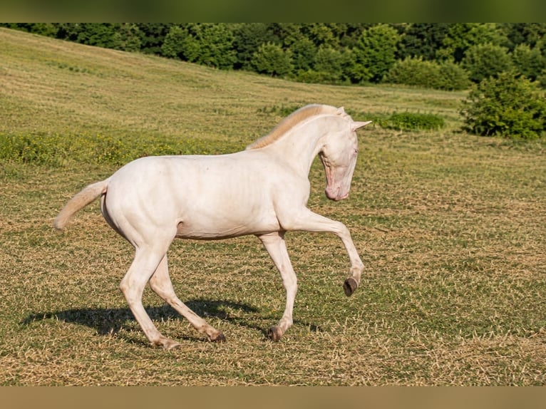 Cruzado Hengst 1 Jaar 165 cm Cremello in Gierałtowice
