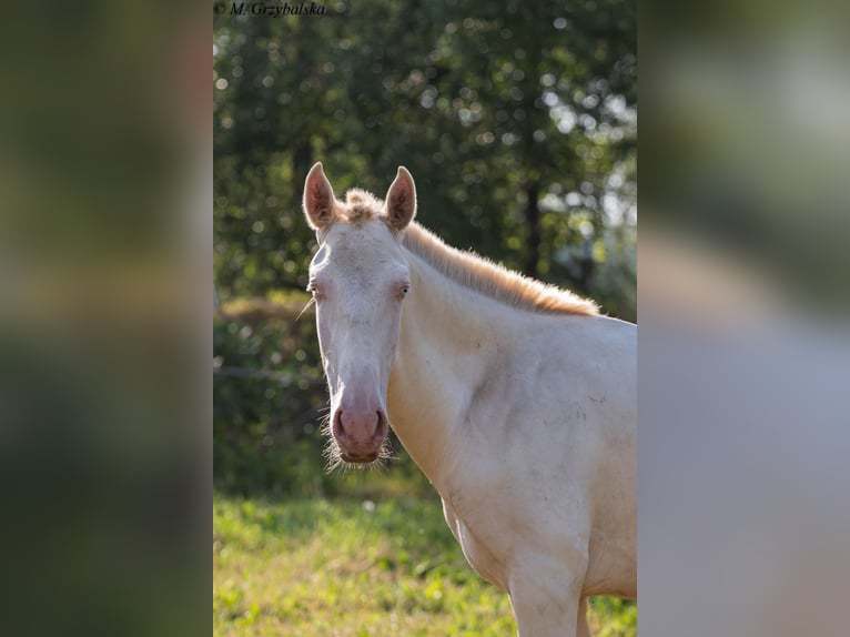 Cruzado Hengst 1 Jaar Cremello in Gierałtowice