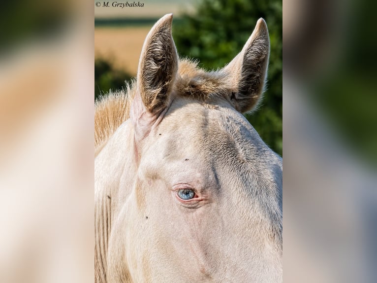 Cruzado Hengst 1 Jaar Cremello in Gierałtowice