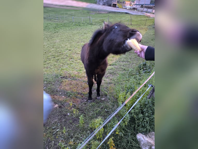 Cruzado Hengst 1 Jaar Donkerbruin in Maño