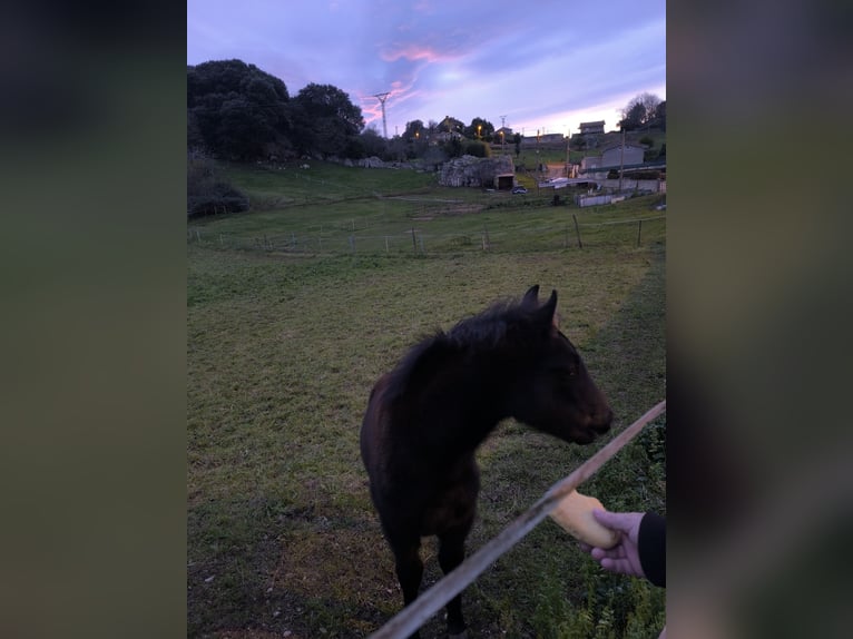 Cruzado Hengst 1 Jaar Donkerbruin in Maño