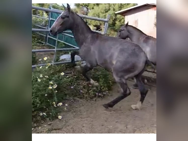 Cruzado Hengst 1 Jaar Schimmel in Bolonia