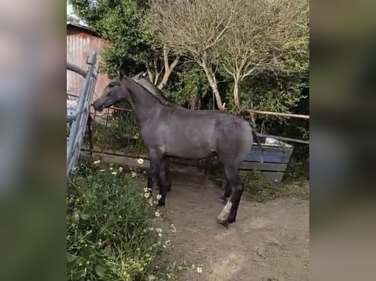 Cruzado Hengst 1 Jaar Schimmel in Bolonia