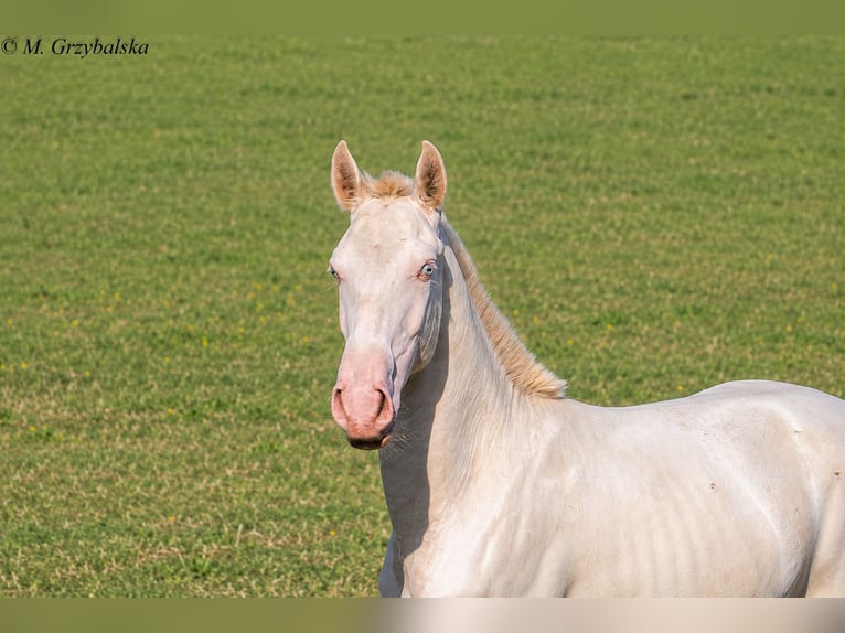 Cruzado Hengst 1 Jahr 165 cm Cremello in Gierałtowice