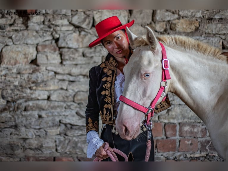 Cruzado Hengst 1 Jahr Cremello in Gierałtowice