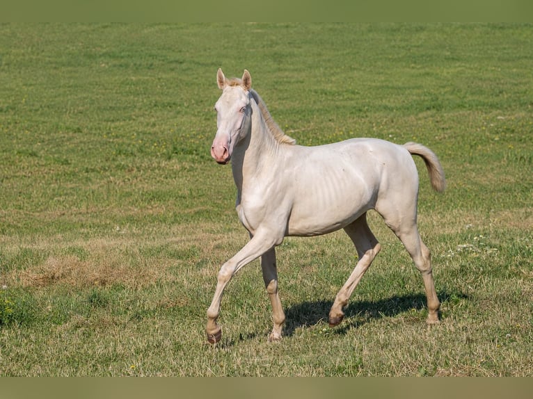 Cruzado Hengst 1 Jahr Cremello in Gierałtowice