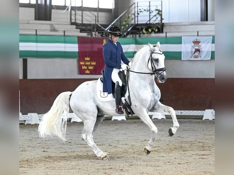 Cruzado Mix Hengst 1 Jahr Schimmel in Bolonia
