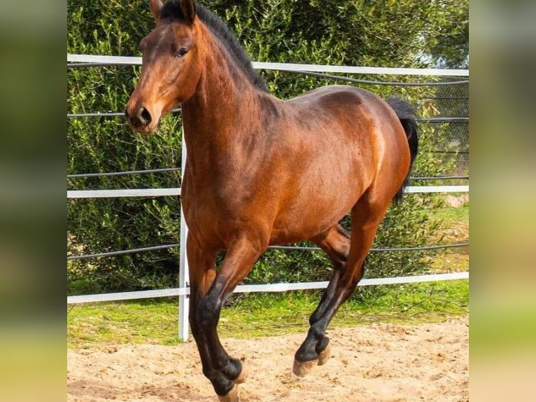 Cruzado Hengst 2 Jaar 158 cm Bruin in Sabadell Cruzado Hengst 2 Jaar 158 cm Bruin in Sabadell