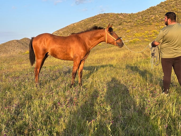 Cruzado Hengst 2 Jahre 155 cm Hellbrauner in Almeria