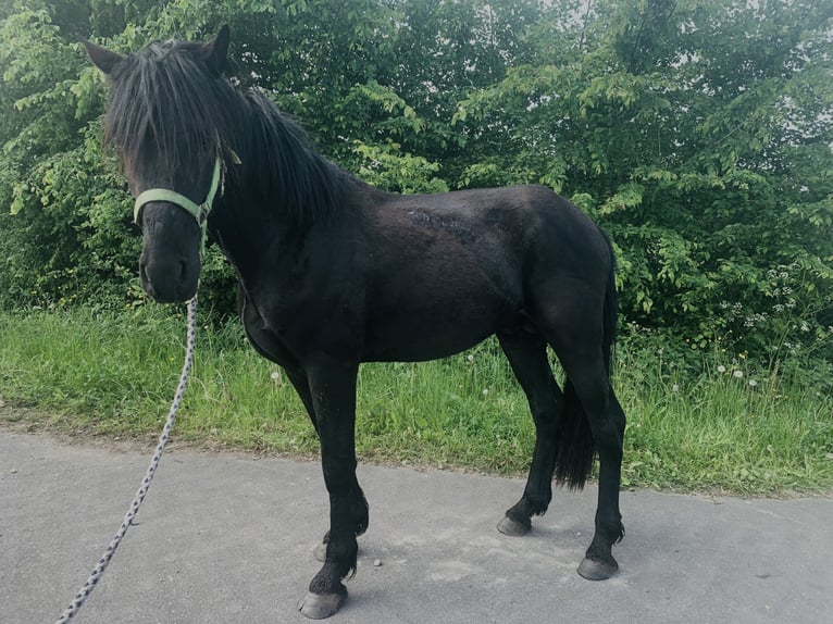 Cruzado Hengst 3 Jaar 155 cm Zwart in Janneby