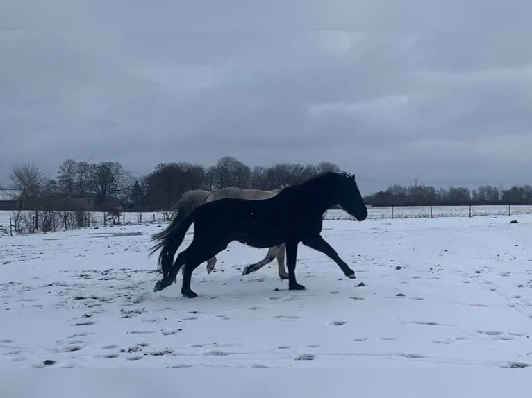 Cruzado Hengst 3 Jaar 155 cm Zwart in Janneby