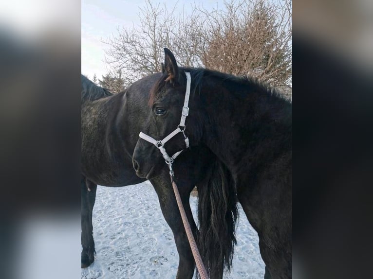 Cruzado Hengst 3 Jaar 155 cm Zwart in Karby