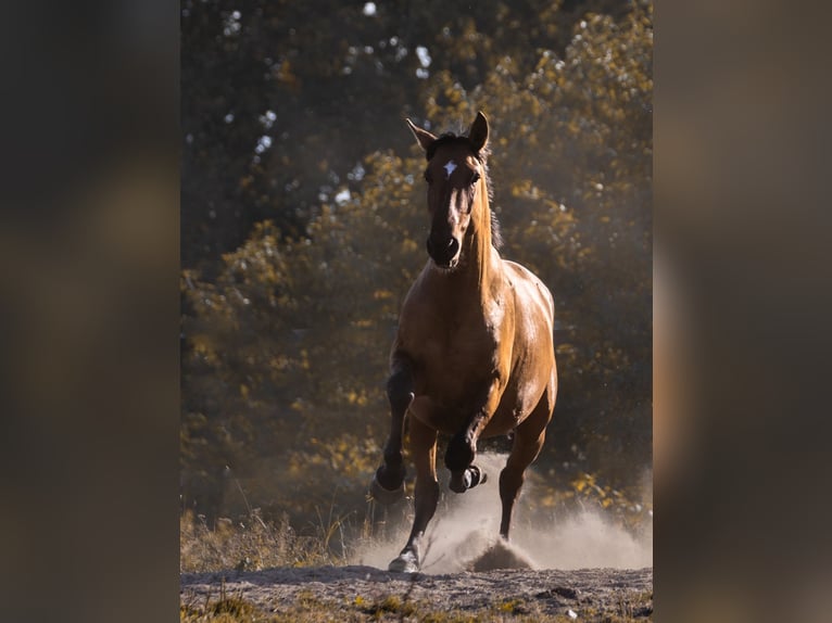 Cruzado Hengst 3 Jaar 157 cm  in Postfeld