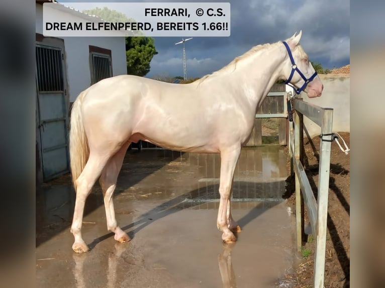 Cruzado Mix Hengst 3 Jaar 166 cm Cremello in Vejer de la Frontera