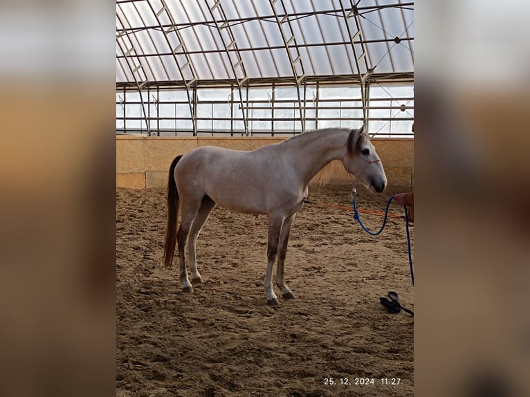 Cruzado Hengst 3 Jahre 154 cm Pearl in Bratislava
