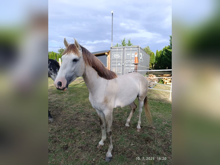 Cruzado Hengst 3 Jahre 154 cm Pearl in Bratislava