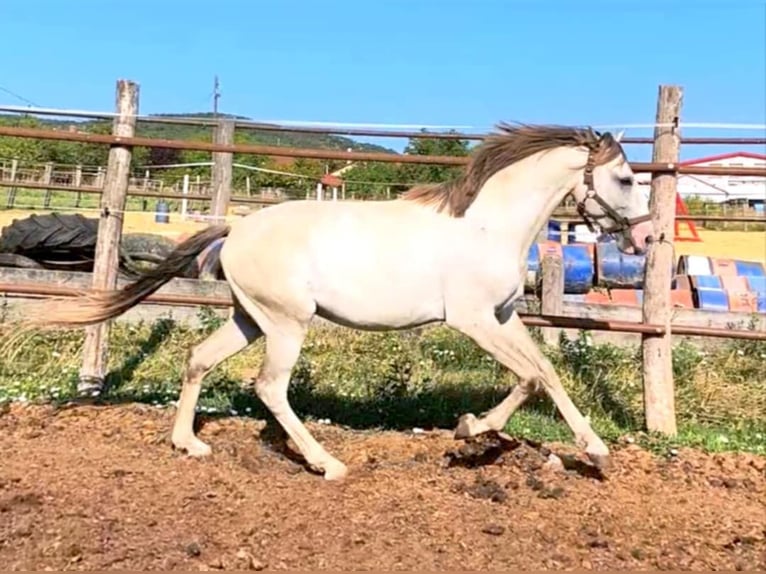 Cruzado Hengst 3 Jahre 154 cm Pearl in Bratislava